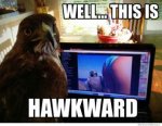 well-this-is-hawkward.jpg